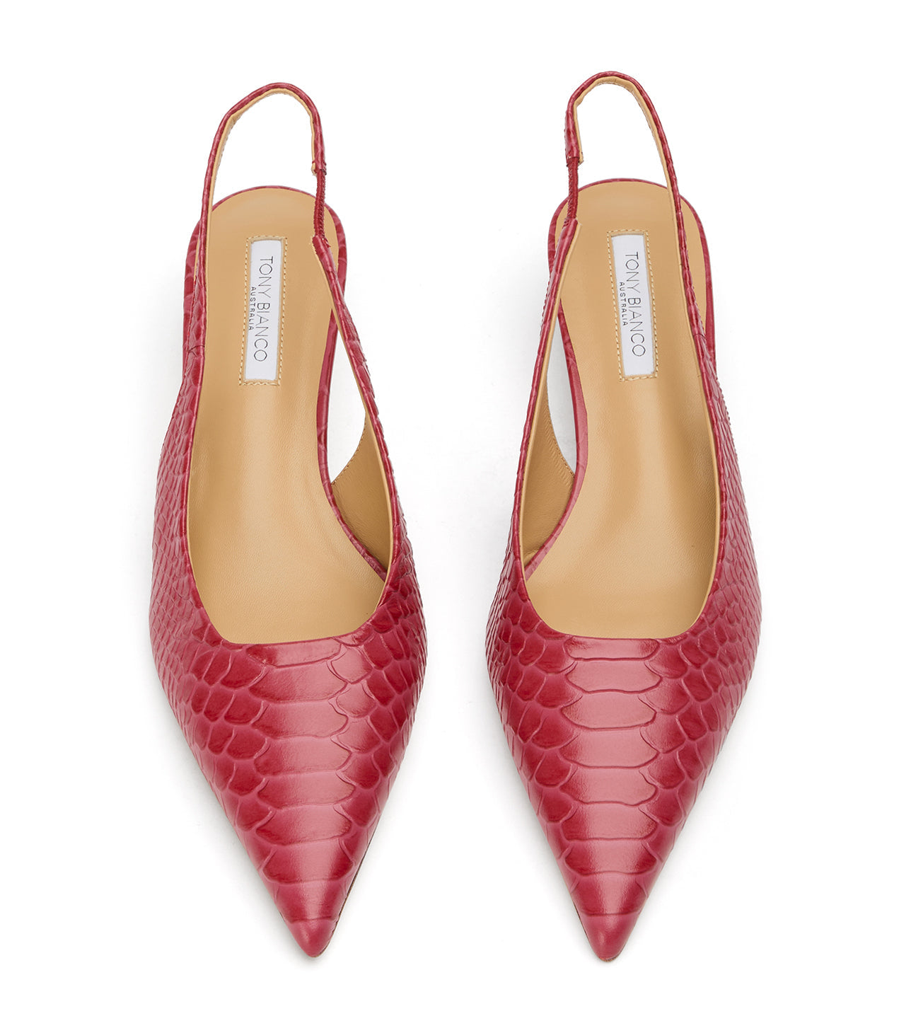 Catie Scarlet Python